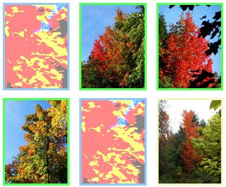 Colourful autumn pictures with maple trees in portrait format t